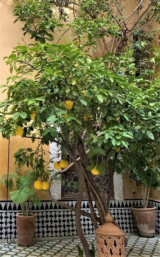 Guest house Riad Khol Bohemia Marrakesh